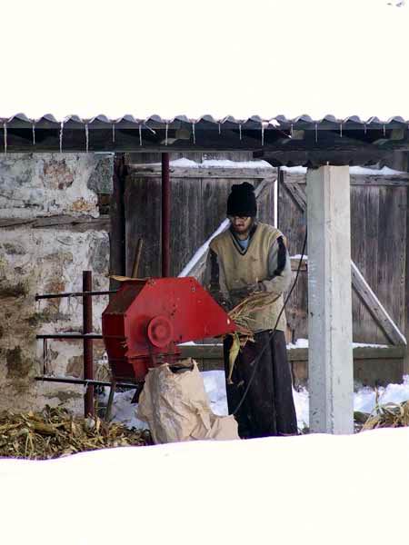 Preparing food for cows, Visoki Decani Monastery, Serbia