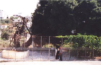 The Oak and one of its offshoots