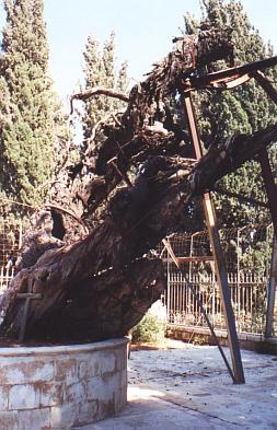 The Oak of Mambre (1)