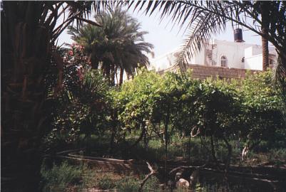 Jericho gardens (2)
