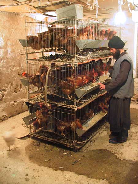 Feeding chicken, Visoki Decani Monastery monk, Serbia
