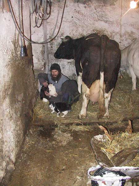 Novice Nenad with a new calf, Visoki Decani Monastery, Serbia